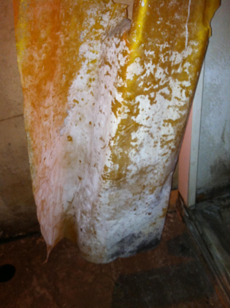 Illustration for article titled BLACK MOLD ADVICE: Pictures, questions and sympathy pie/cake